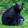 BearVault 500 with bear