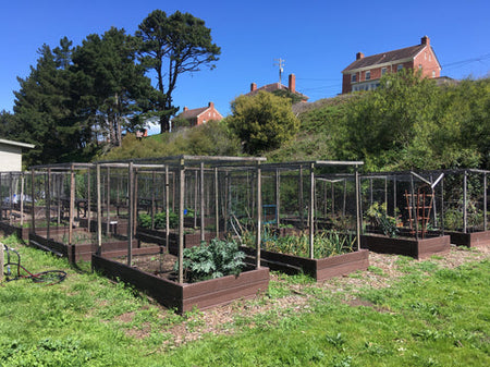 FIELD GUIDE: NATURE IN THE PRESIDIO