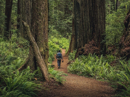 Redwood National Park