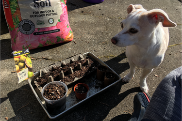 Sowing Seeds While Sheltering-In-Place