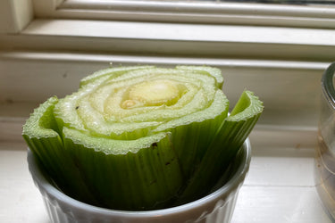Propagating Celery On Your Windowsill