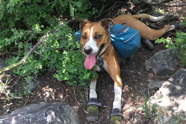 How to Take Your Dog Backpacking