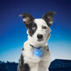 Nite Ize SpotLit Collar Light on Dog