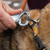 Ruffwear Roamer Bungee Leash clipping into collar