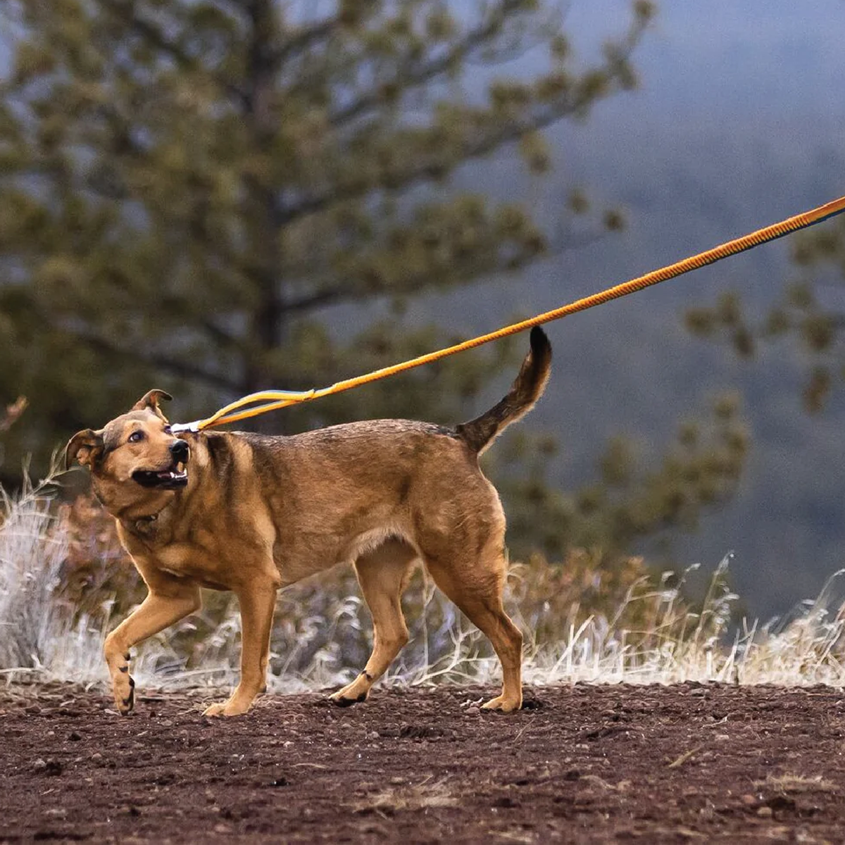 Roamer Bungee Leash alternate view