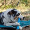 Ruffwear Gnawt-a-Stick Toy with Dog