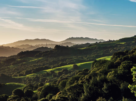 Our favorite bay area hikes