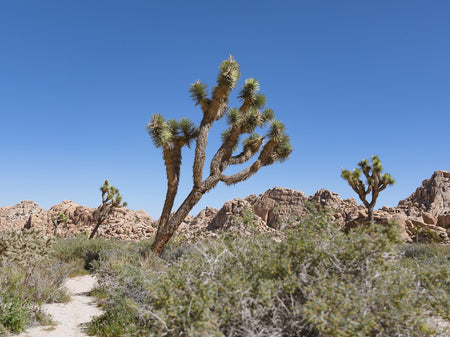 JOSHUA TREE NATIONAL PARK